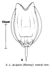 Lecane decipiens