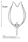 Lecane decipiens