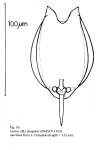 Lecane decipiens