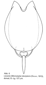 Lecane decipiens