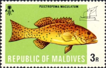 Plectropoma maculatum