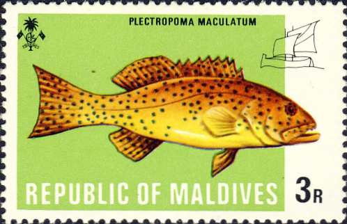 Plectropoma maculatum Plectropoma maculatum
