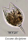 Lecane decipiens