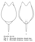 Lecane decipiens