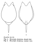 Lecane decipiens