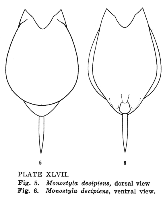 Lecane decipiens