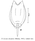 Lecane decipiens