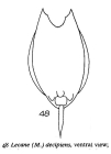Lecane decipiens