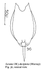 Lecane decipiens