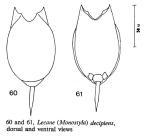 Lecane decipiens