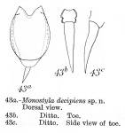 Lecane decipiens - Original description image