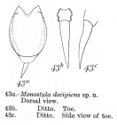 Lecane decipiens