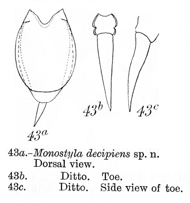 Lecane decipiens Lecane decipiens