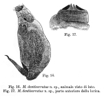 Lecane dentiserrata - Original description image