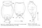 Lecane depressa