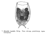 Lecane depressa