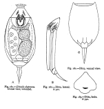 Lecane depressa - Original description image