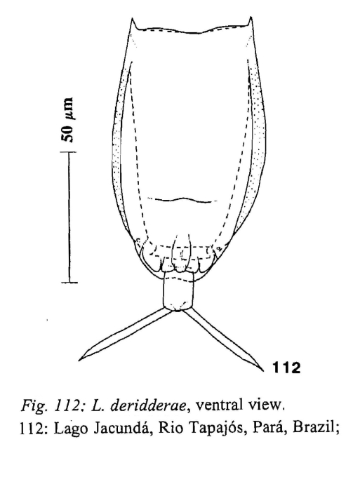 Lecane deridderae Lecane deridderae