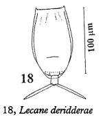 Lecane deridderae