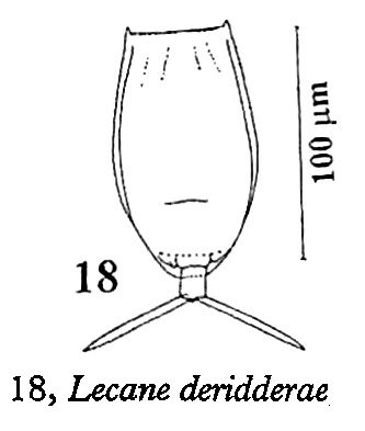 Lecane deridderae Lecane deridderae