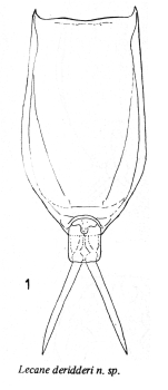 Lecane deridderae - Original description image
