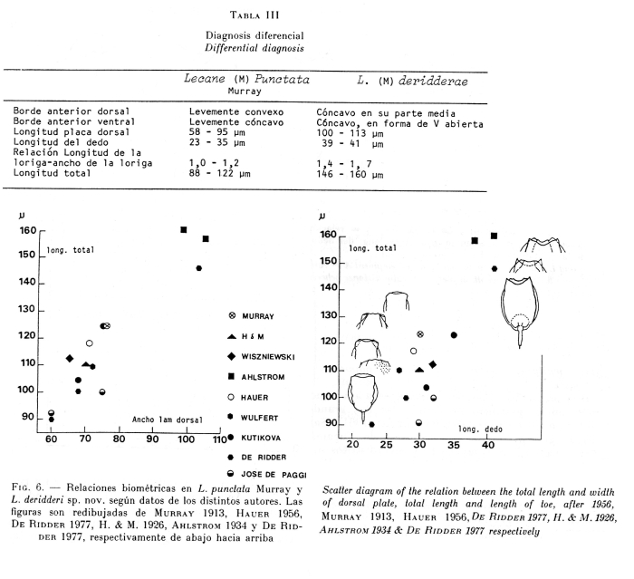 Lecane deridderae - Original description image