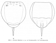 Lecane diadema