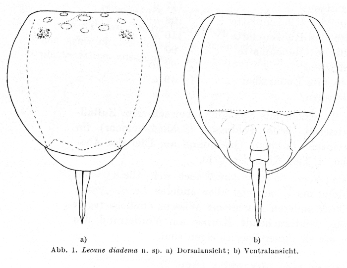 Lecane diadema Lecane diadema