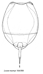 Lecane difficilis