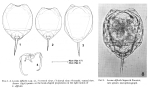 Lecane difficilis