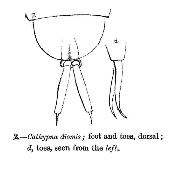 Lecane diomis - Original description image