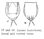 Lecane donneri