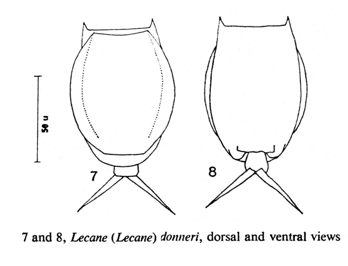 Lecane donneri - Original description image