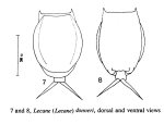 Lecane donneri