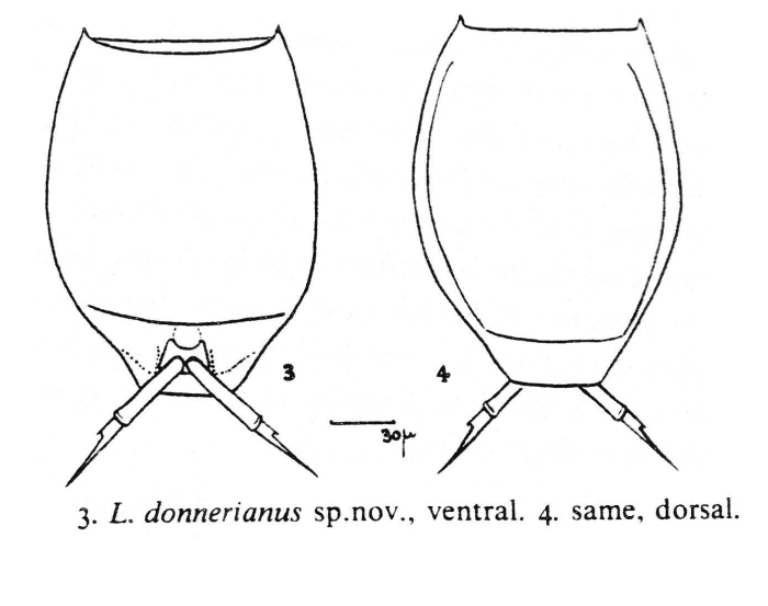 Lecane donneriana - Original description image
