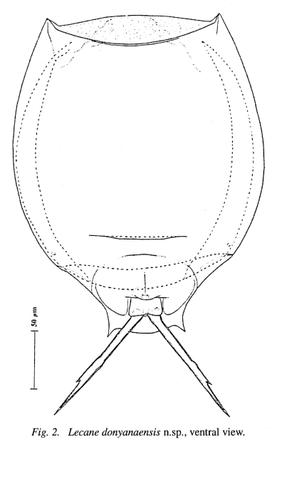 Lecane donyanaensis - Original description image