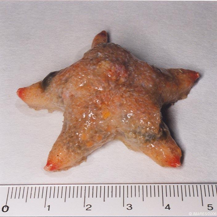 Pteraster militaris (O.F. Müller, 1776) Pteraster militaris (O.F. Müller, 1776)