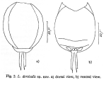 Lecane dorsicalis - Original description image