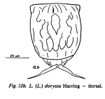 Lecane dorysimilis