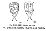 Lecane dorysimilis