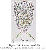 Lecane dorysimilis