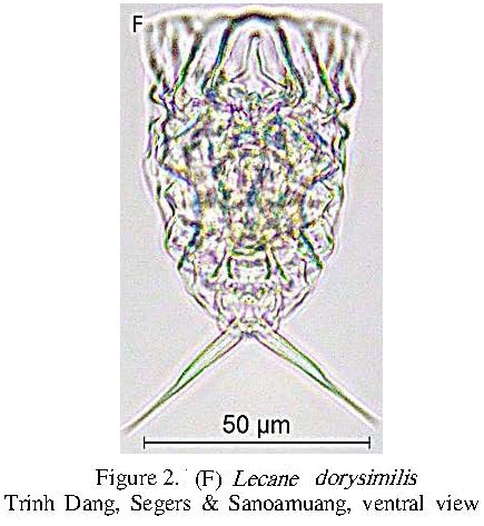 Lecane dorysimilis Lecane dorysimilis