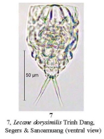 Lecane dorysimilis