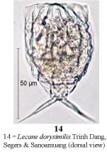 Lecane dorysimilis