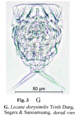 Lecane dorysimilis