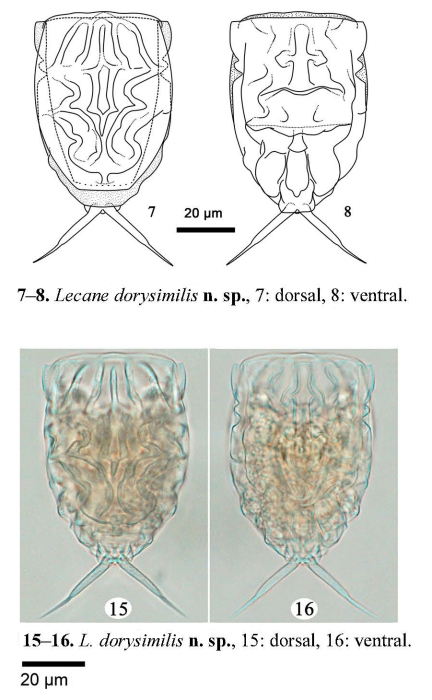 Lecane dorysimilis - Original description image