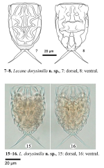 Lecane dorysimilis