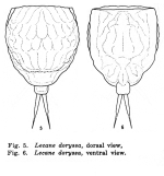Lecane doryssa