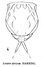 Lecane doryssa