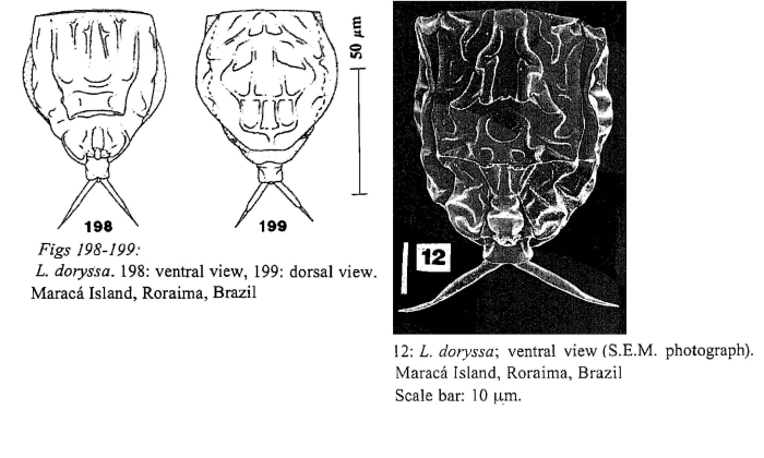 Lecane doryssa Lecane doryssa